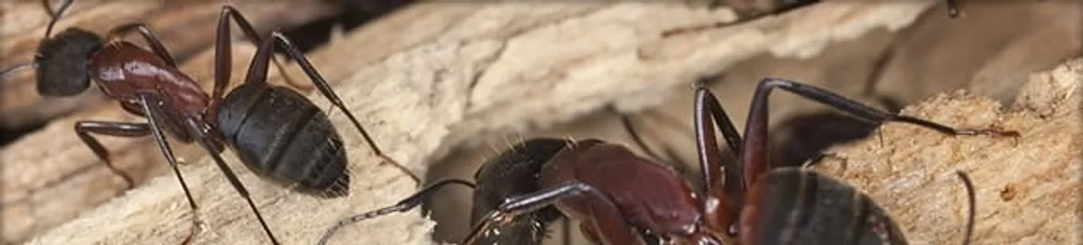 Close-up of ants on wood showing an active ant infestation in Grand Rapids, MI