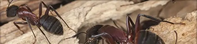 Close-up of ants on wood showing an active ant infestation in Grand Rapids, MI