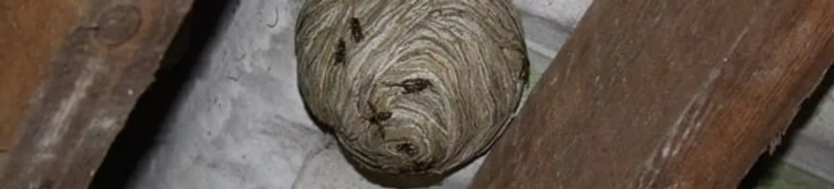 Wasp nest in an attic space, a common home infestation risk in Grand Rapids, MI