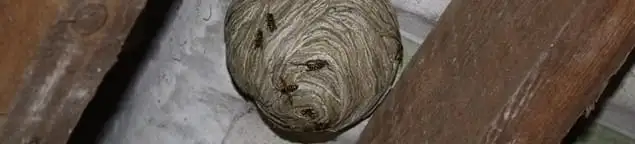 Wasp nest in an attic space, a common home infestation risk in Grand Rapids, MI