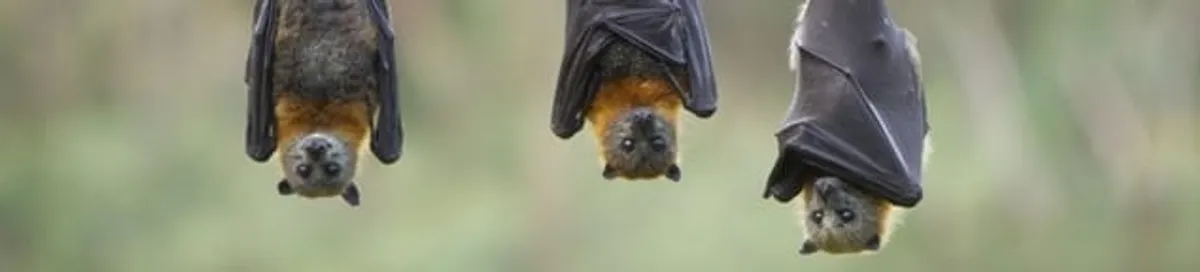 Bats roosting together, a common sign of a bat infestation in Grand Rapids, MI