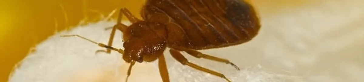 Close-up of a bed bug, a sign of an active infestation in Grand Rapids, MI