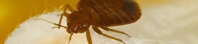 Close-up of a bed bug, a sign of an active infestation in Grand Rapids, MI