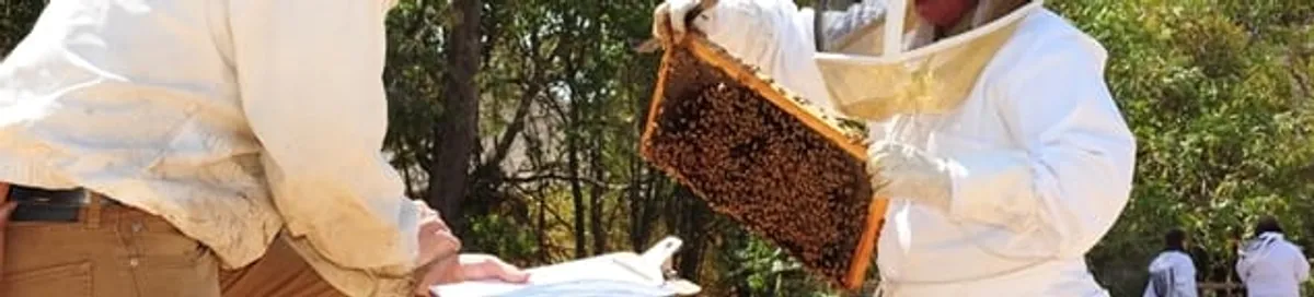 Bee removal specialists relocating a hive and honeycomb safely in Grand Rapids, MI