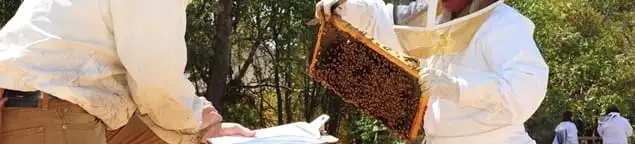 Bee removal specialists relocating a hive and honeycomb safely in Grand Rapids, MI