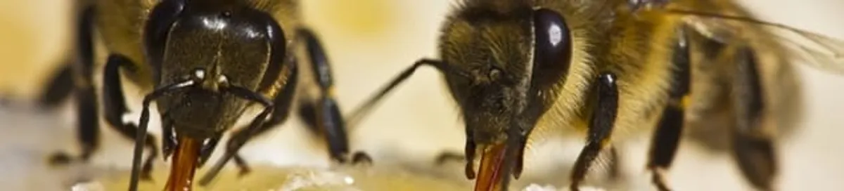 Close-up of honey bees, a sign of a nearby hive in Grand Rapids, MI