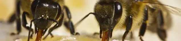 Close-up of honey bees, a sign of a nearby hive in Grand Rapids, MI
