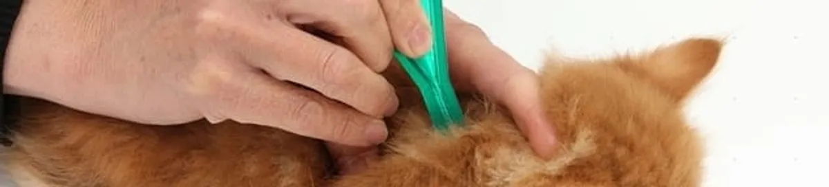 Flea treatment for pets using a flea comb, a sign of flea problems in Grand Rapids, MI