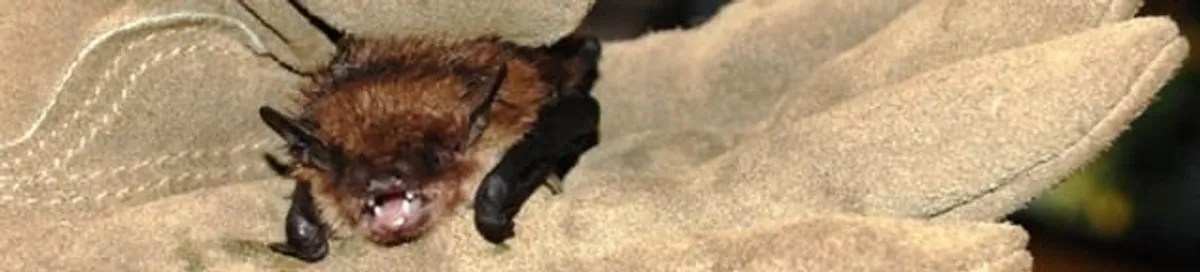 Bat removal specialist holding a bat safely during humane exclusion in Grand Rapids, MI