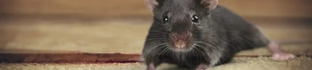 Mouse indoors, a common sign of a rodent infestation in Grand Rapids, MI