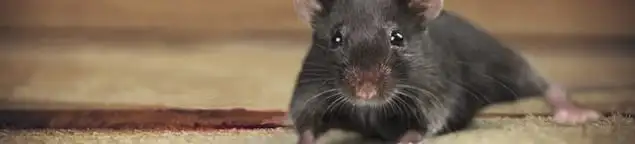 Mouse indoors, a common sign of a rodent infestation in Grand Rapids, MI