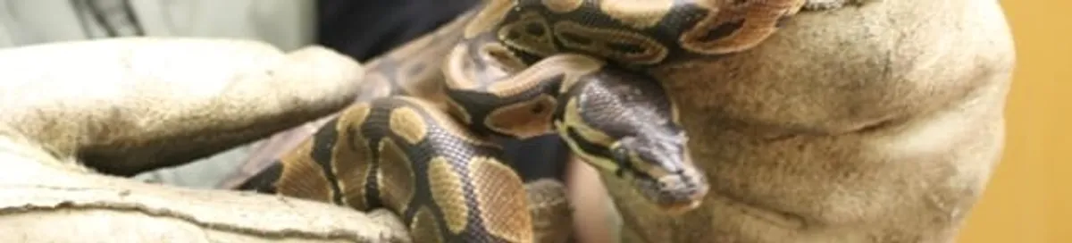 Snake removal specialist safely handling a snake with protective gloves in Grand Rapids, MI