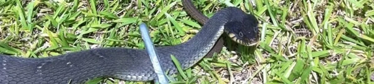 Snake in a yard, a common sign of a snake problem near a home in Grand Rapids, MI