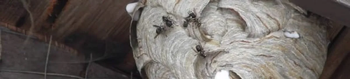 Close-up of a wasp nest with active wasps, a sign of an infestation in Grand Rapids, MI
