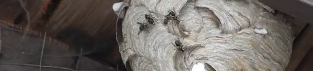 Close-up of a wasp nest with active wasps, a sign of an infestation in Grand Rapids, MI